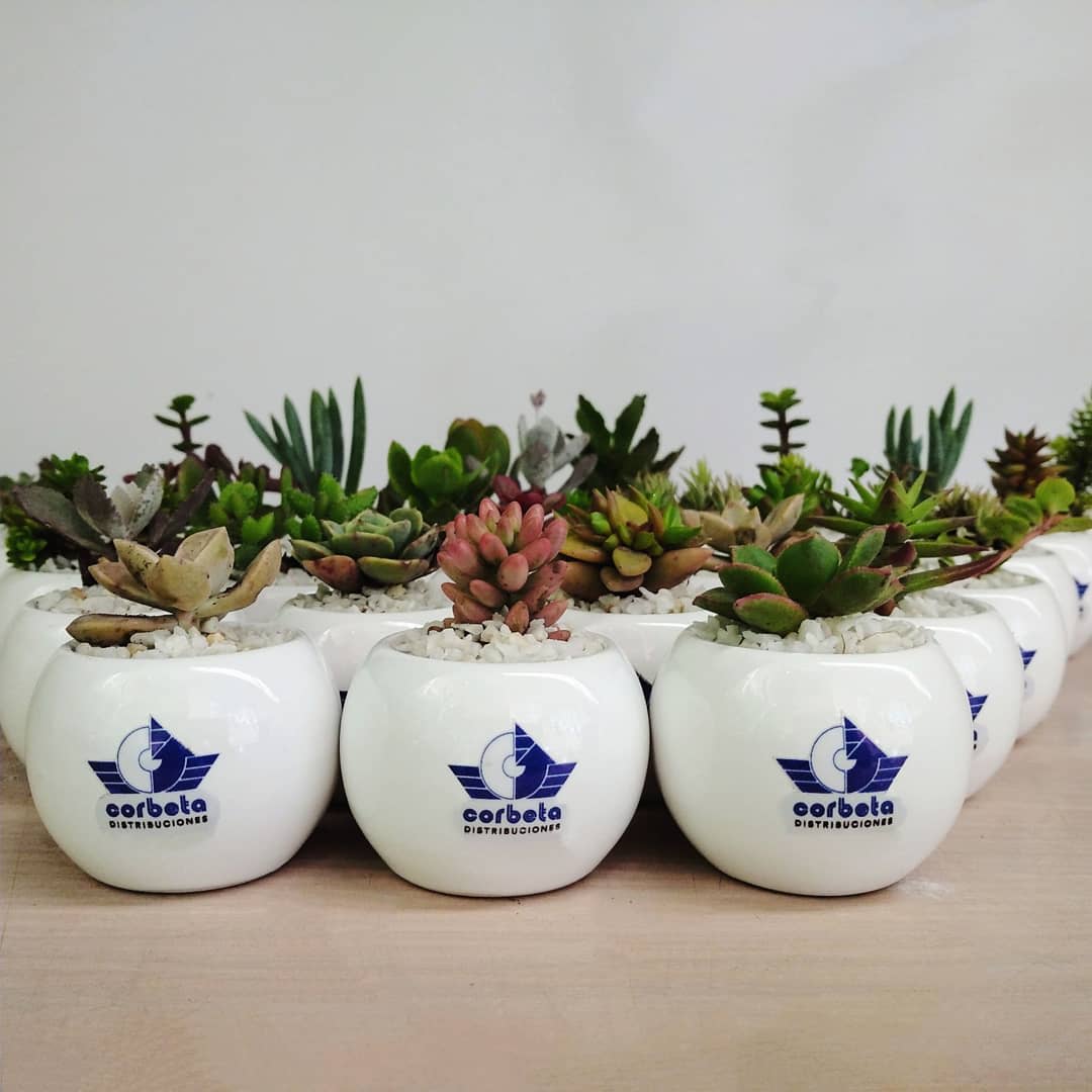 Regalos corporativos Bogotá suculentas cerámica logotipo 5x5cm Neea Flora